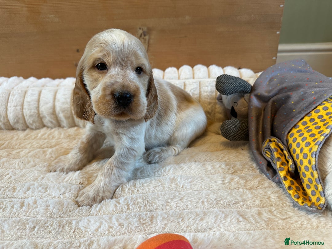 Cocker Spaniel dogs for sale: KC Registered Show Type Cocker Spaniel Puppies  - Advert 7