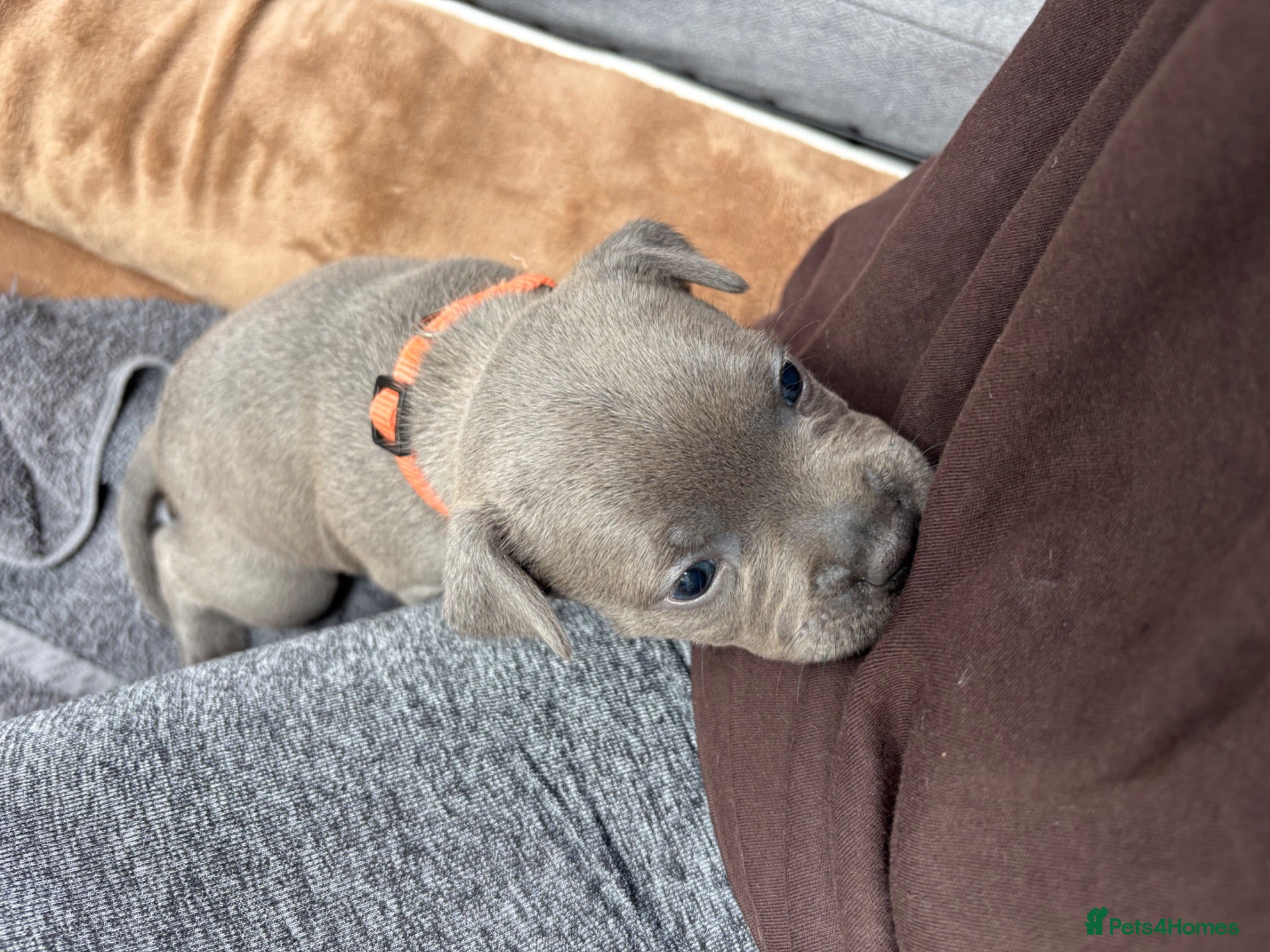 Staffordshire Bull Terrier dogs *4 WEEKS OLD* Blue Staff Bull Terrier Puppies  - Advert 2