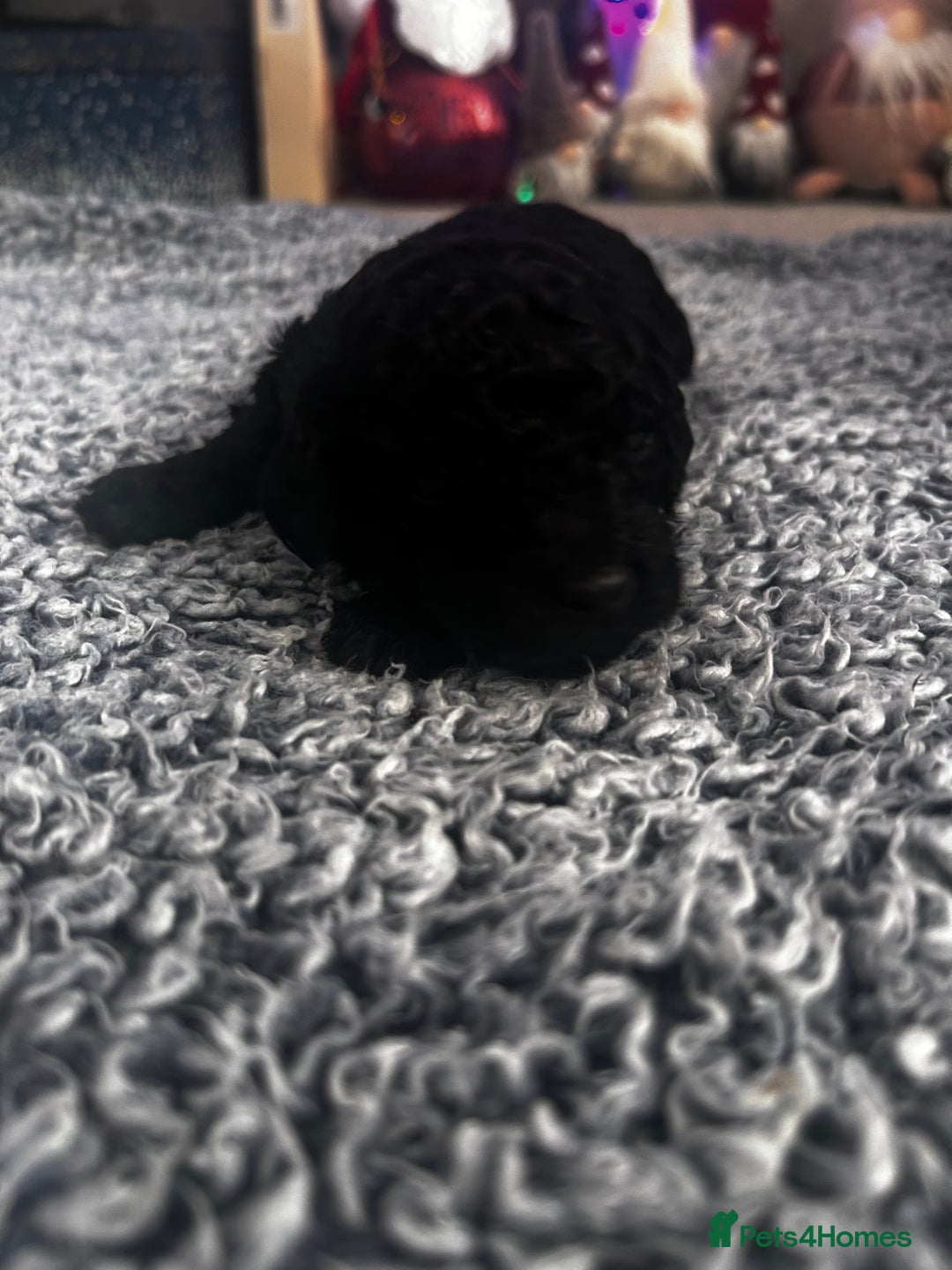 Cockapoo dogs for sale: Beautiful Cockapoo puppies  - Advert 10