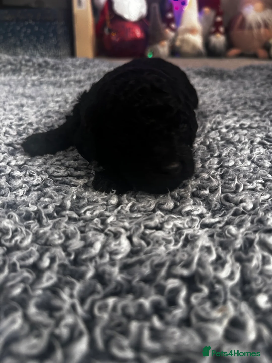 Cockapoo dogs for sale: Beautiful Cockapoo puppies  - Advert 10