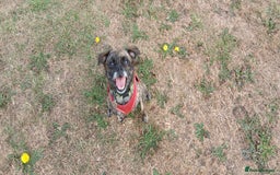 Mixed Breed dogs for sale: Mixed breed jack russel x pug - Image 1