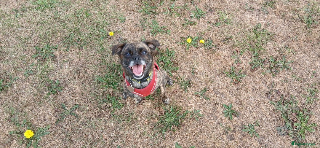 Mixed Breed dogs for sale: Mixed breed jack russel x pug - Image 1