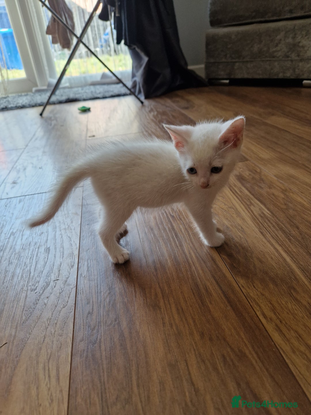 Mixed Breed cats for sale: Two white make kittens - Image 2