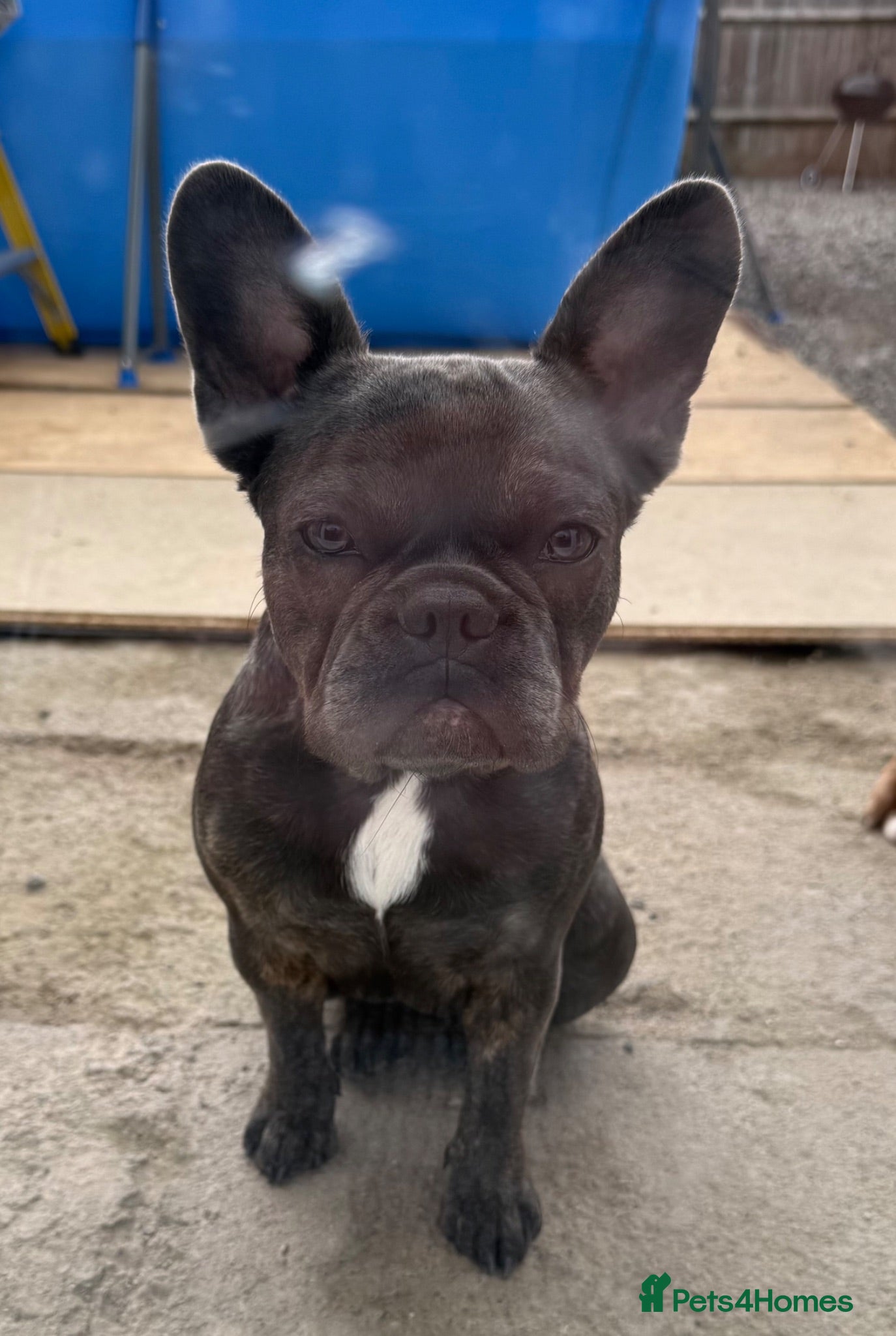 French Bulldog dogs 6 Month Frenchie Female - Advert 10