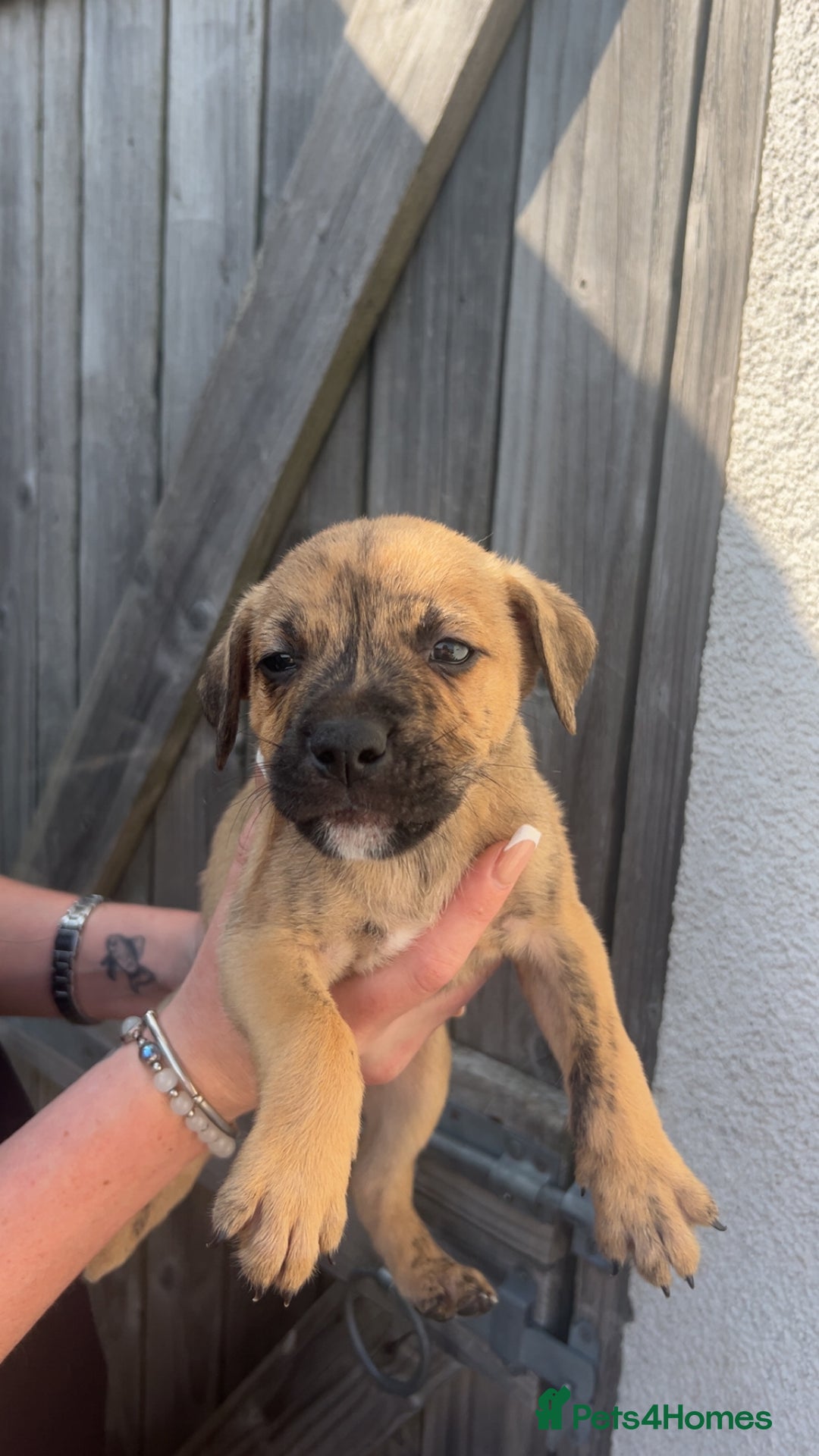 Mixed Breed dogs for sale: Outstanding terrier cross (bull Wheaton greyhound) - Image 10
