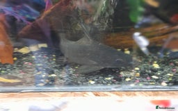 Gecko reptiles for sale: Geckos Fish Frogs full setups - Image 18