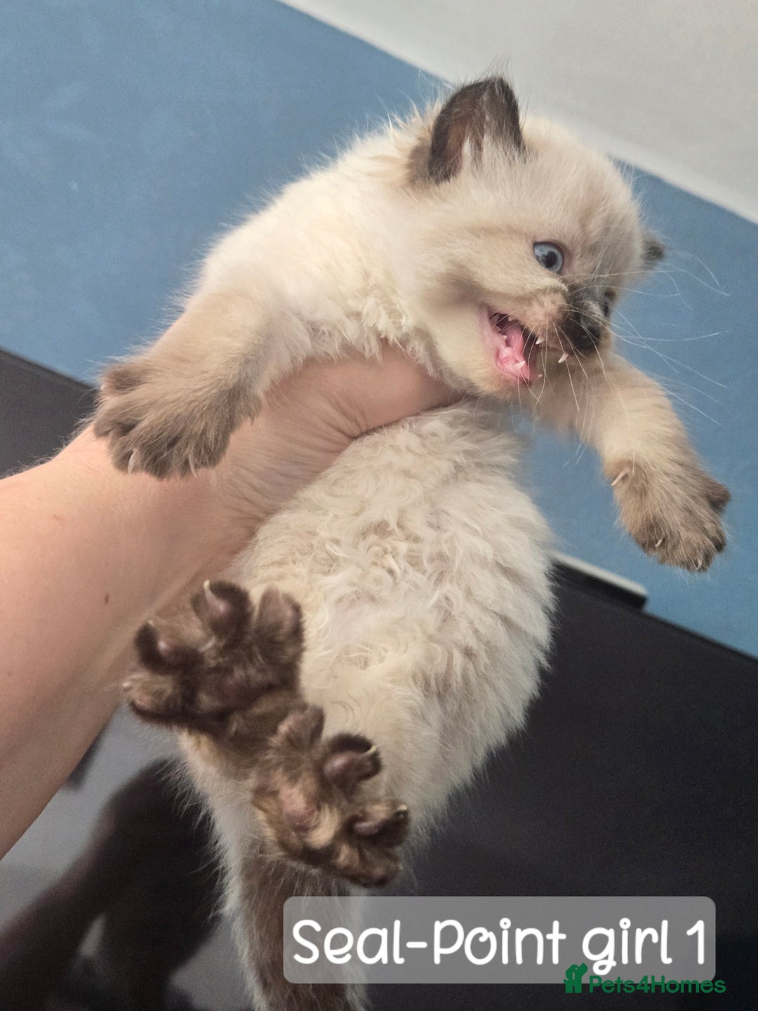 Ragdoll cats for sale: 12 half-Ragdolls (£150-£475) - Image 7
