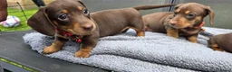 Dachshund dogs for sale: Dacshund Puppies Ready on 27/6!!! - Advert 14