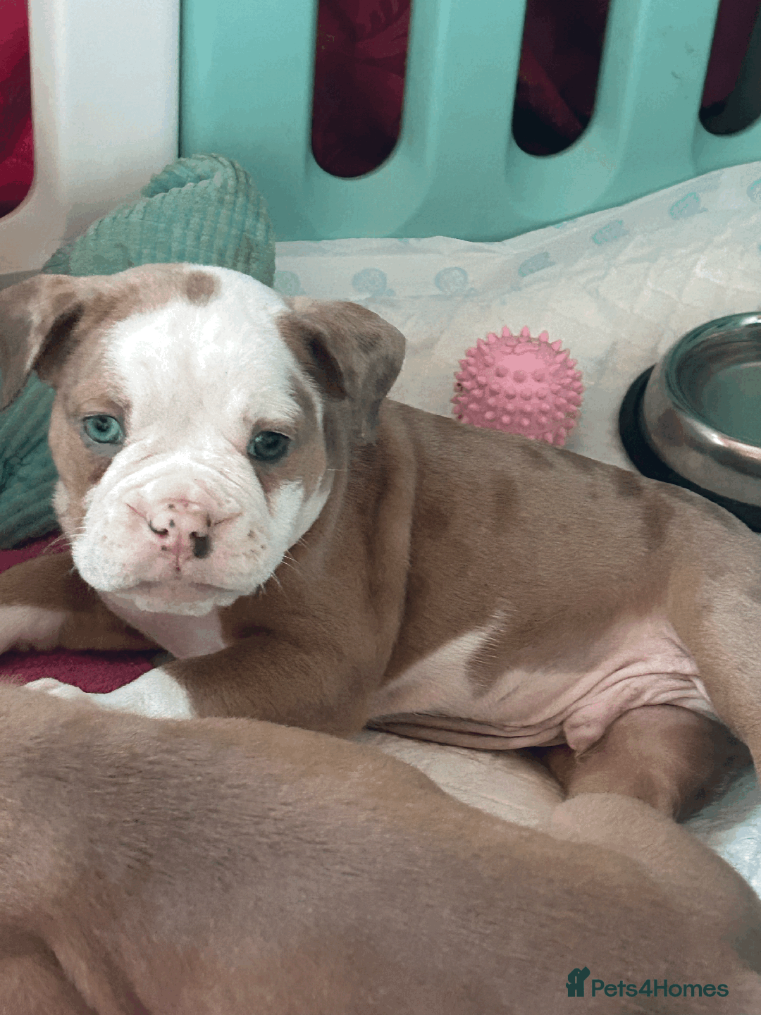 Old Tyme Bulldog dogs for sale: Old Tyme Bull Dog Puppies ( 8 weeks old) - Advert 5