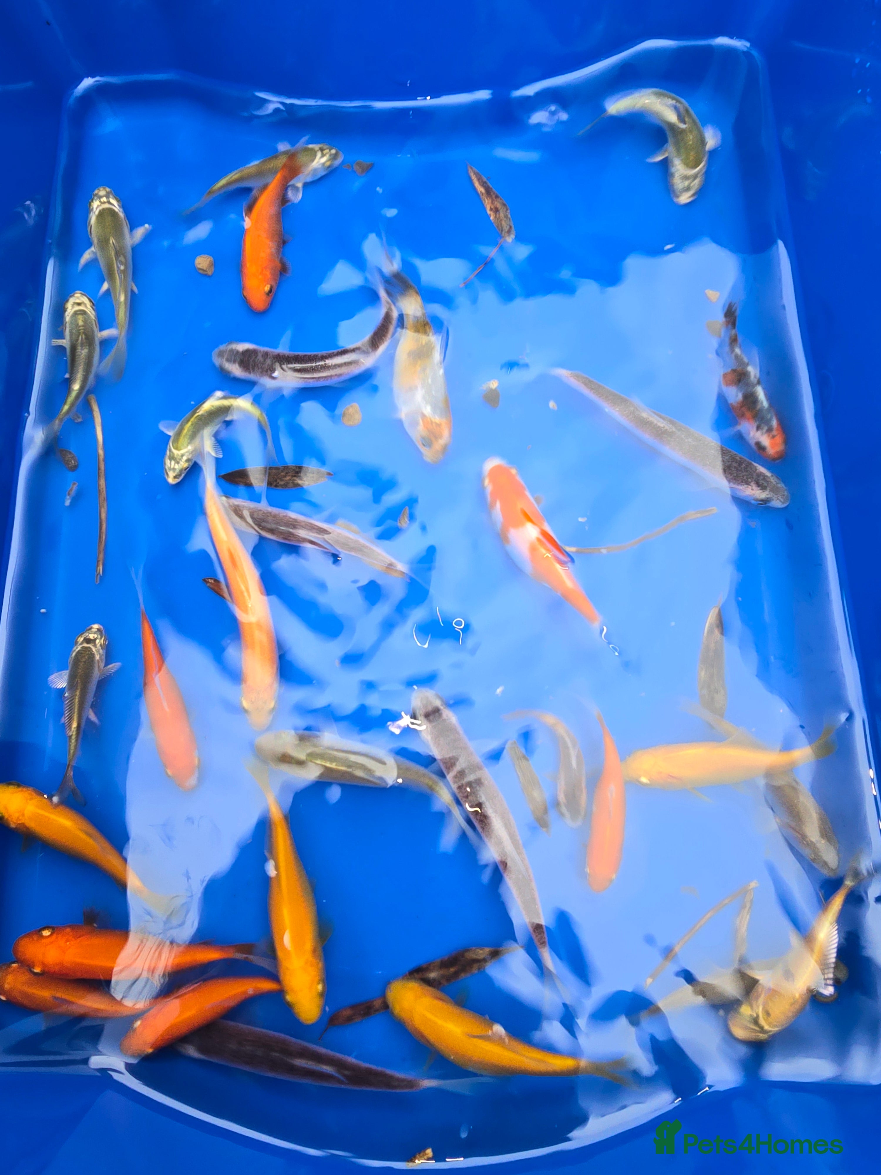 Other/Mixed Breed fish Pond fish  - Advert 7