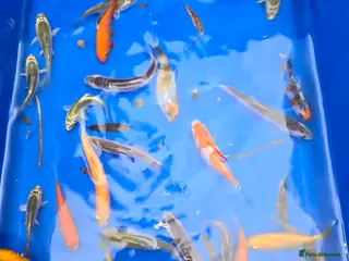 Other/Mixed Breed fish Pond fish - Advert 2