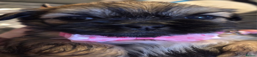 Shih Tzu Puppy 3