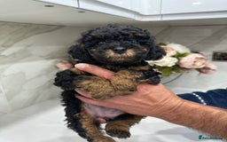 Toy Poodle dogs for sale: Beautiful Toy Poodle Puppies for Sale - Image 11