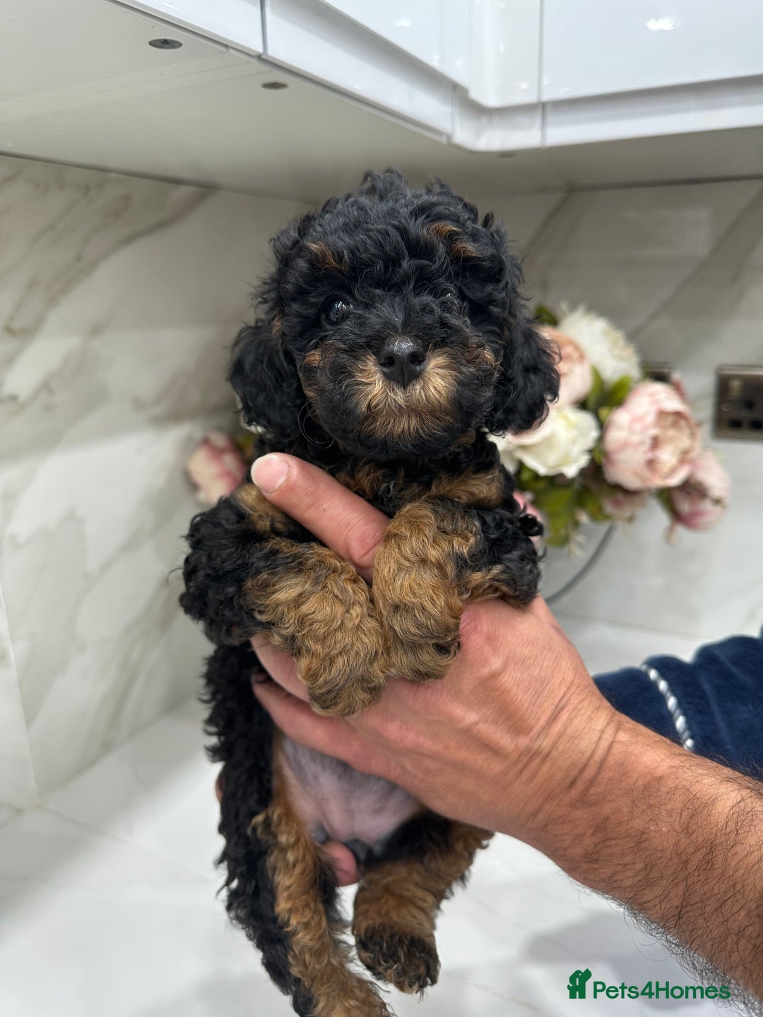 Toy Poodle dogs for sale: Beautiful Toy Poodle Puppies for Sale - Image 11
