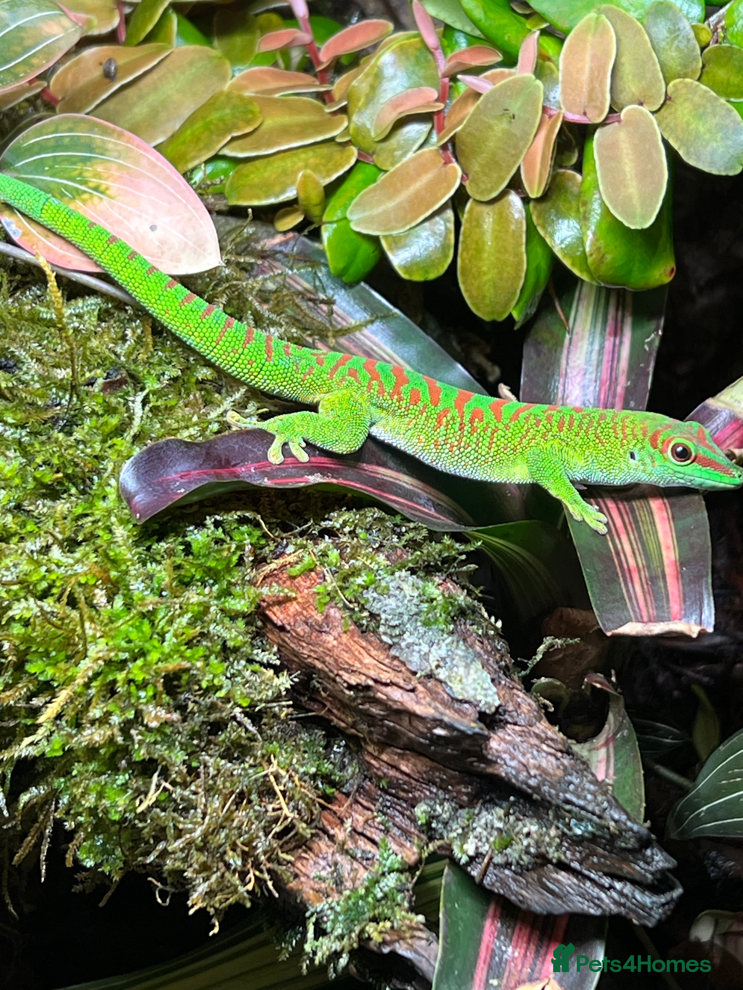 Gecko reptiles Hi Red Giant Day Geckos - Advert 2