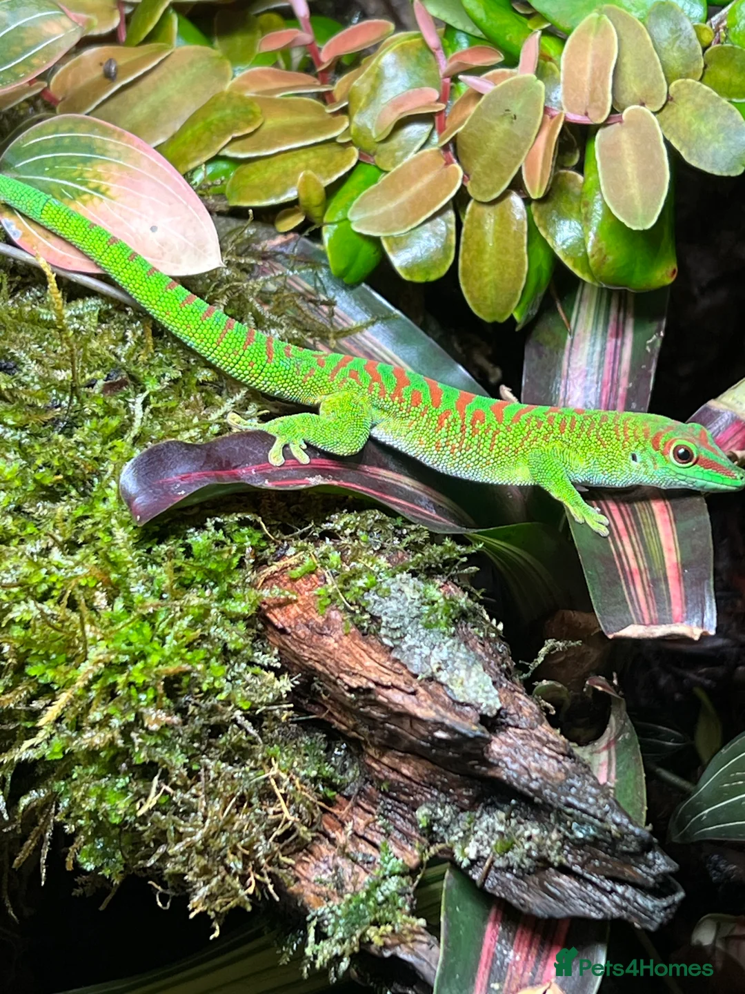 Gecko reptiles for sale: Hi Red Giant Day Geckos - Advert 2