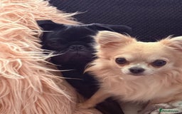 Pug dogs for sale: Pug puppy for sale - Image 5