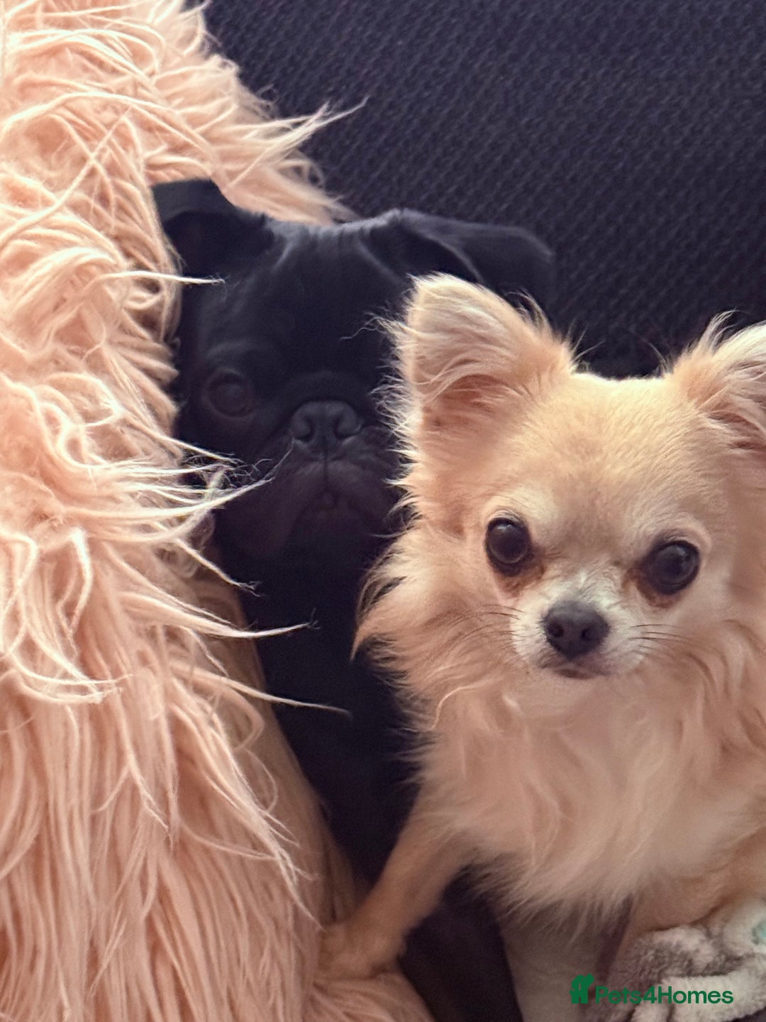 Pug dogs for sale: Pug puppy for sale - Image 5