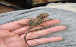 Bearded Dragon reptiles for sale: Mix of hypo trans dunner blue bar het zeros - Image 2