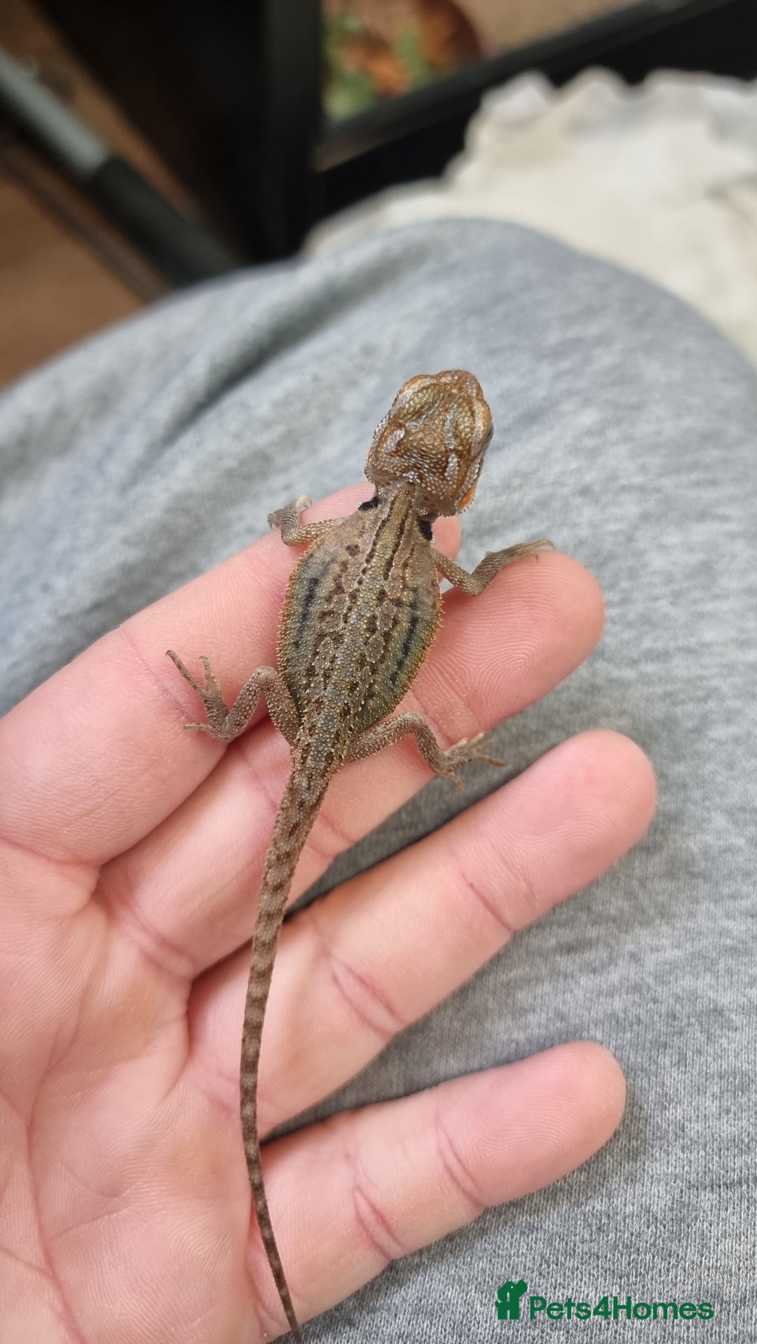 Bearded Dragon reptiles for sale: Mix of hypo trans dunner blue bar het zeros - Image 2