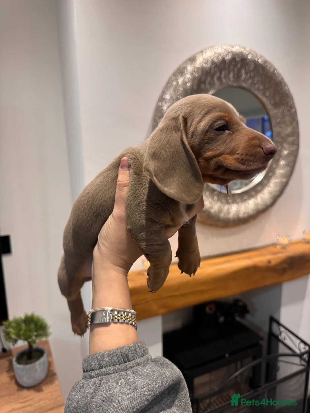 Miniature Dachshund dogs for sale: Miniature dachshund  - Advert 2