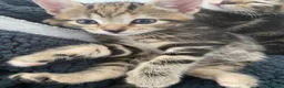 Mixed Breed cats for sale: Last female bengal x ASH x Bombaykittens 🐱 - Advert 3