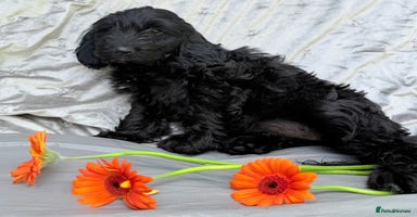 Australian Labradoodle dogs - Advert 1