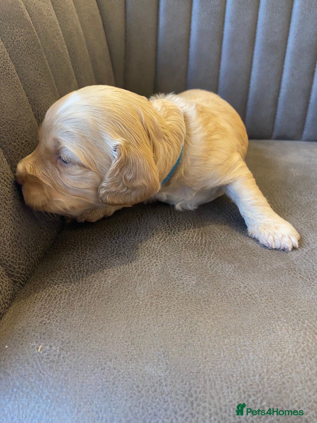 Cockapoo dogs for sale: Cockapoo Puppies - 2 male - 4 female - Image 5
