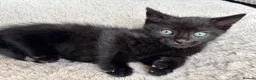 Mixed Breed cats for sale: Kittens Looking for Loving Families - Advert 5