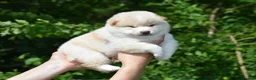 Japanese Shiba Inu dogs for sale: Exceptional Japanese Shiba Inu Puppies - Advert 24