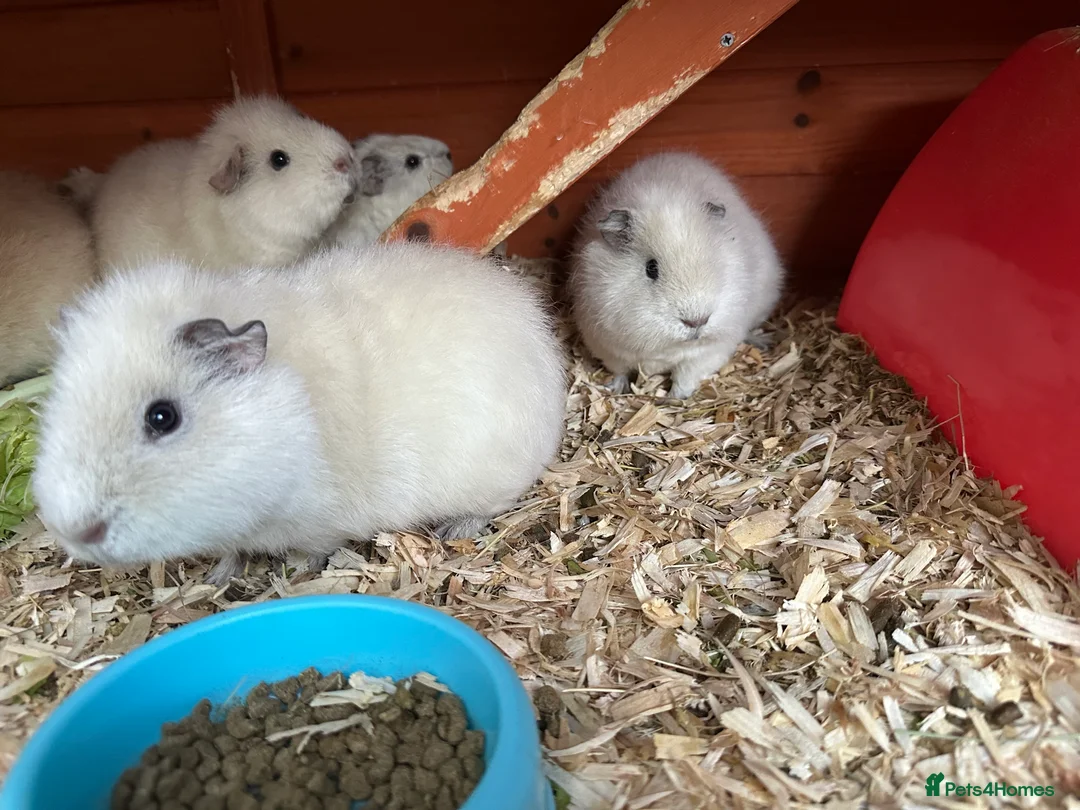Guinea Pig rodents for sale: Teddy Guinea girls=£60 and few boys=£20 Thank you. - Advert 1
