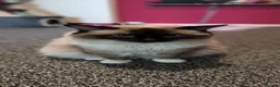 Ragdoll cats for sale: purebred Ragdoll - Advert 5