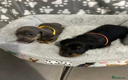 Miniature Dachshund dogs for sale: Miniature dachshunds  - Advert 13