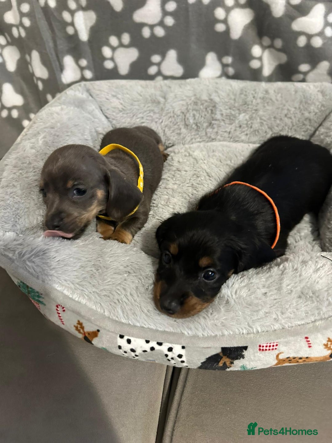 Miniature Dachshund dogs for sale: Miniature dachshunds  - Advert 13