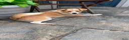 Mixed Breed dogs for adoption: HONEY-friendly gurl/ loves kids&dogs&cats/gentle in Evesham - Advert 5