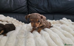 Miniature Dachshund dogs for sale: Miniature dachshunds  - Image 26