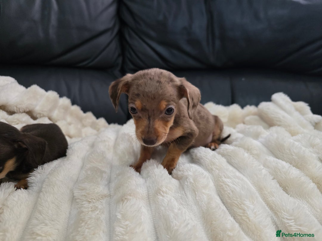 Miniature Dachshund dogs for sale: Miniature dachshunds  - Image 26