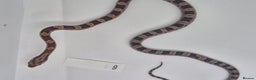 Corn Snake reptiles for sale: Corn snake hatchlings  - Advert 3