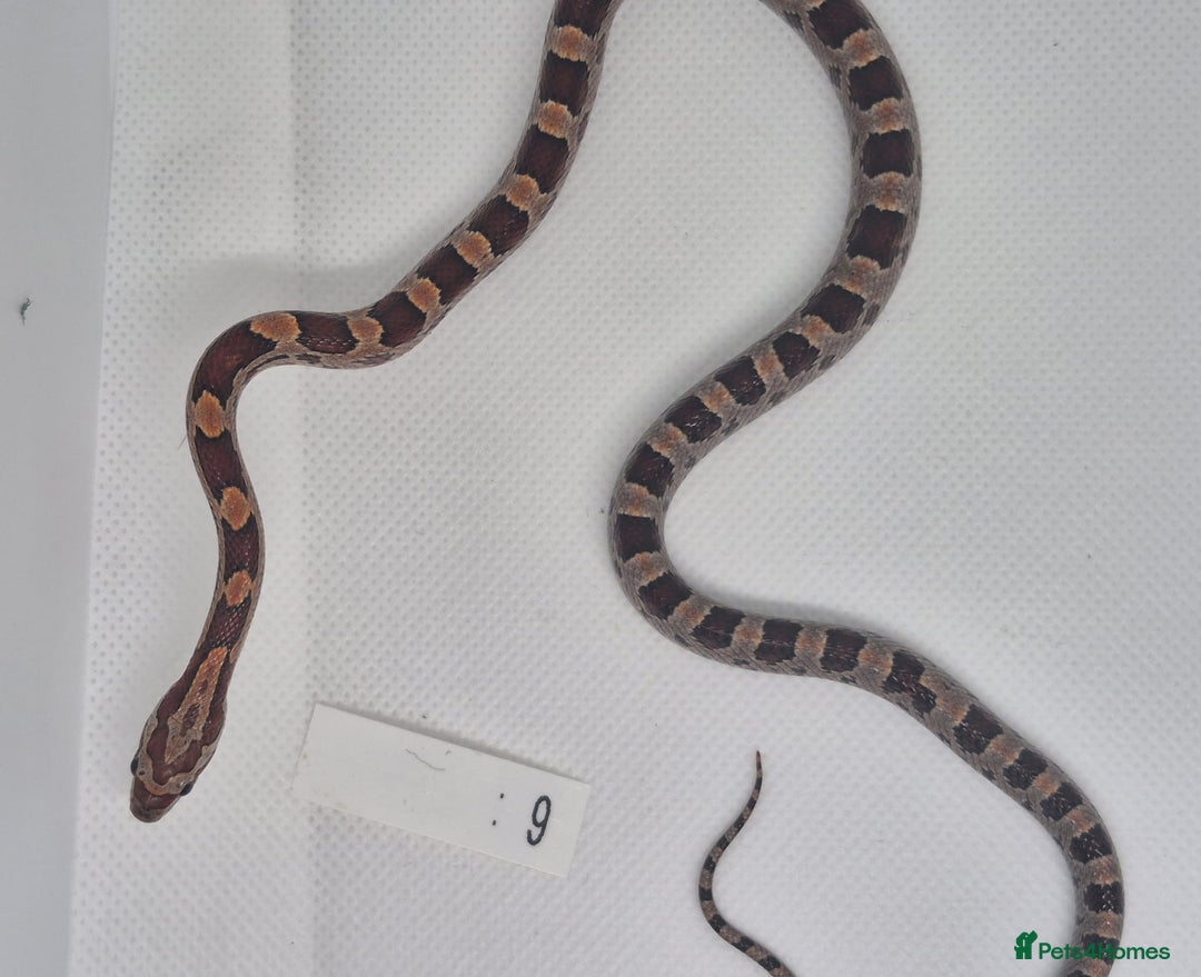 Corn Snake reptiles for sale: Corn snake hatchlings  - Image 4