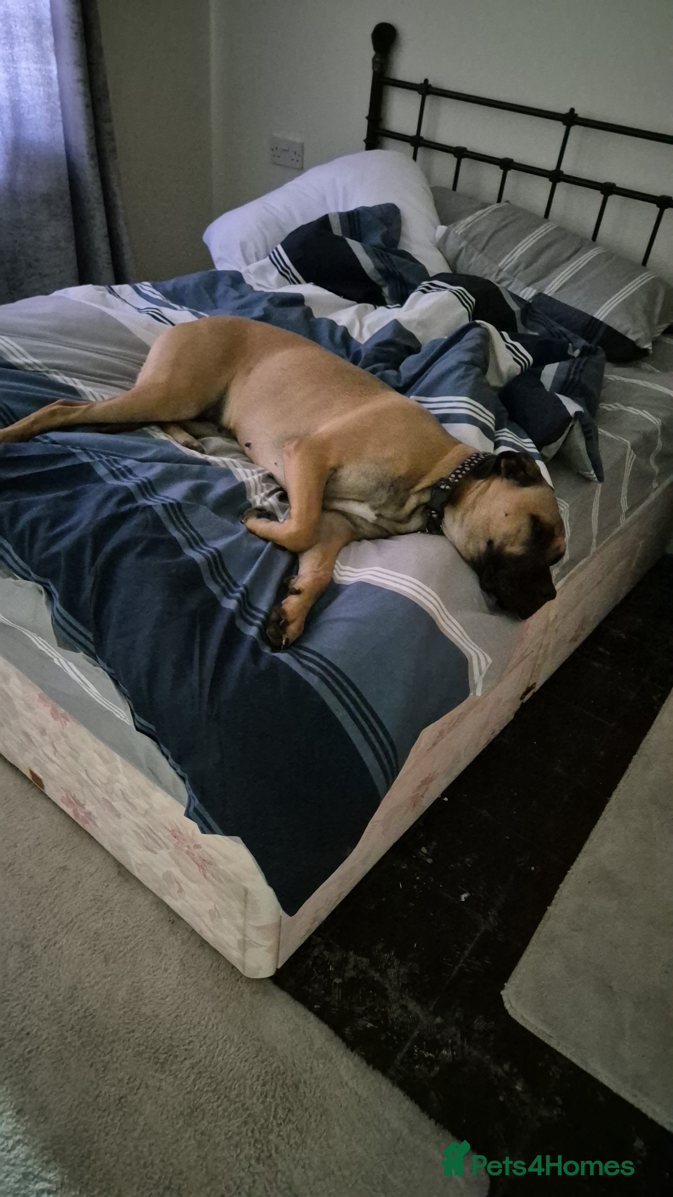 Mixed Breed dogs Roxy large breed - Advert 7