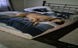 Mixed Breed dogs for sale: Roxy large breed - Image 1