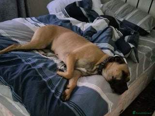 Mixed Breed dogs - Advert 12