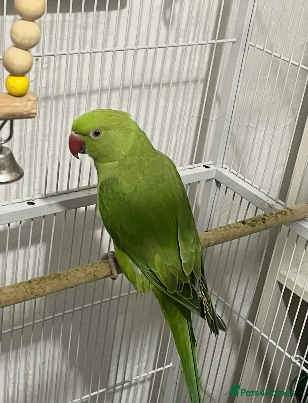 Ringnecks birds for sale: Indian Ringneck  - Advert 1