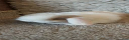 Mini Lop rabbits for sale:  3 Beautifull minilop babys ready to reserve  - Advert 7