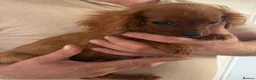 Cavalier King Charles Spaniel dogs for sale: Beautiful cavalier  - Advert 4