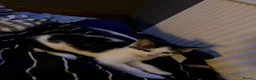 Mixed Breed cats for sale: KITTENS! Batch of Cuties for sale in Basinsgtoke - Advert 4