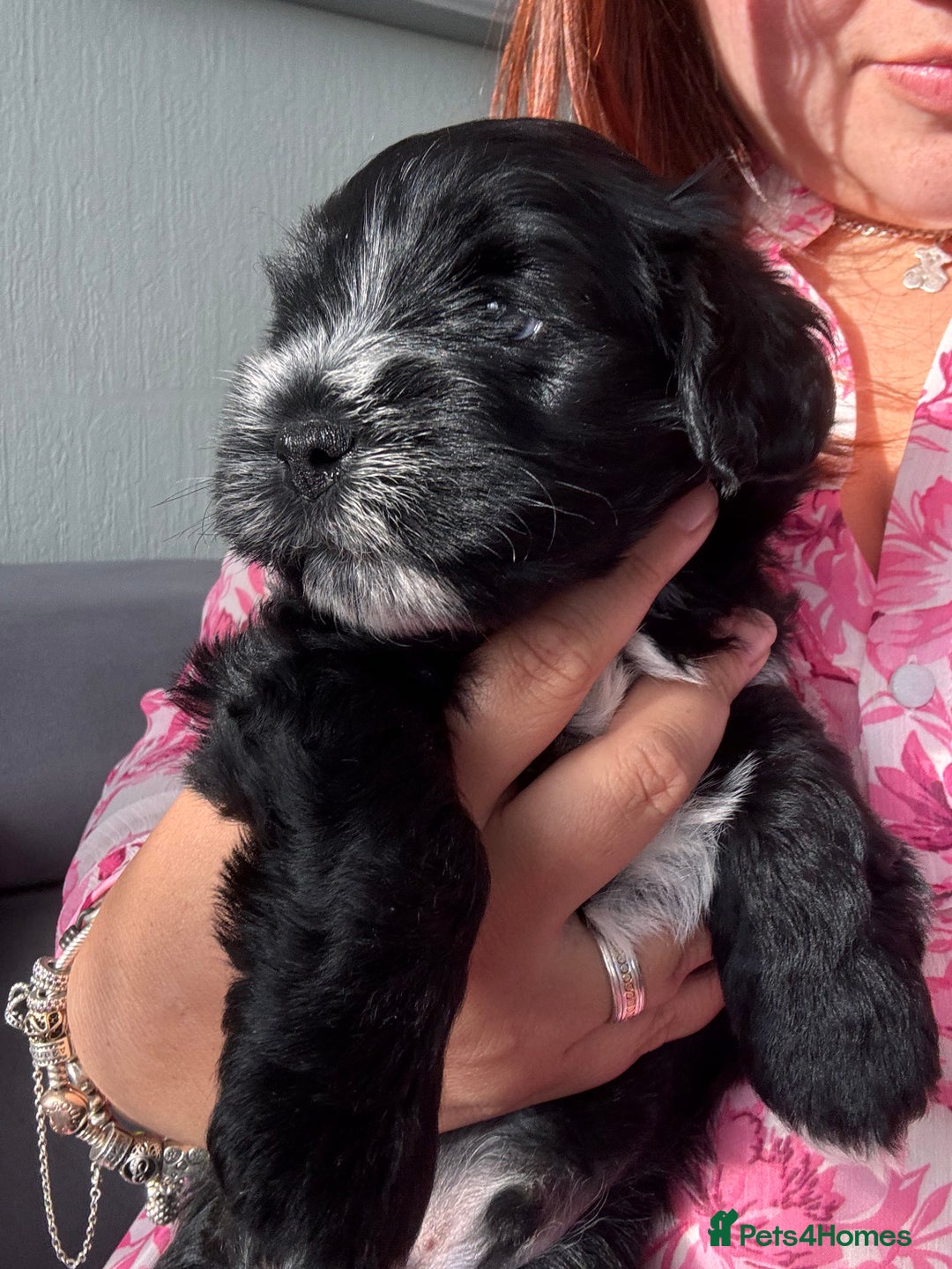 Mixed Breed dogs for sale: miniature schnauzer - Image 13