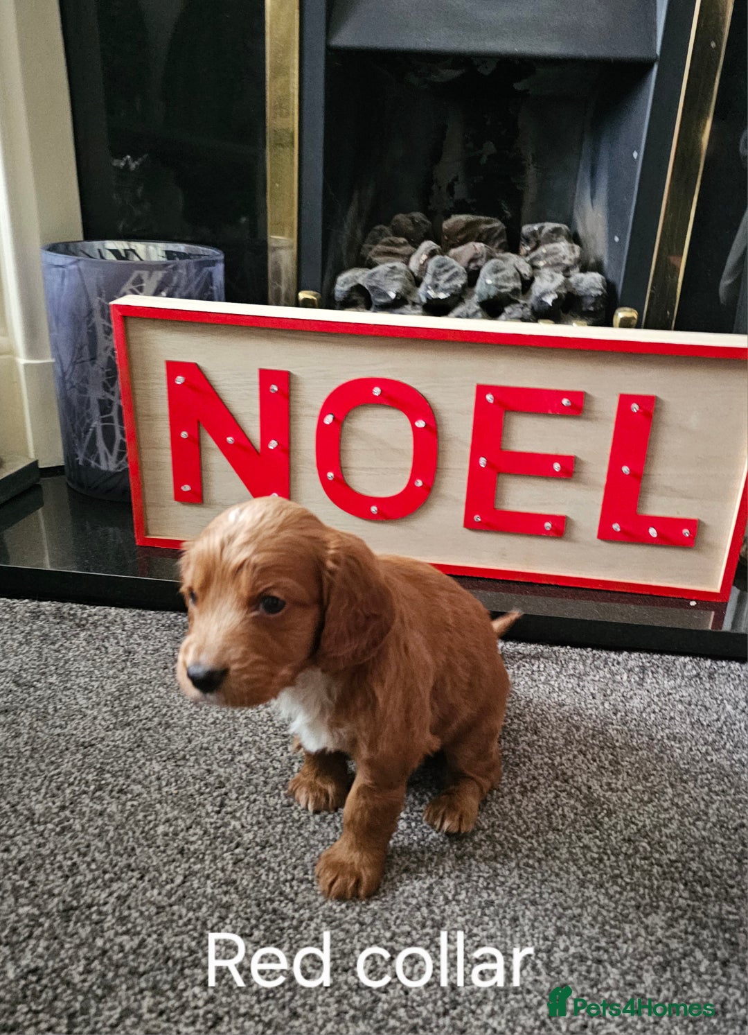 Cockapoo dogs for sale: Cockapoo puppies - Advert 5