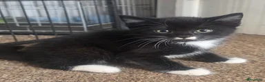Mr moustache 