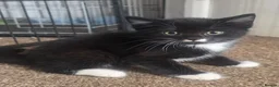 Mixed Breed cats for sale: 2x black and white male kittens  in Kettering - Advert 2